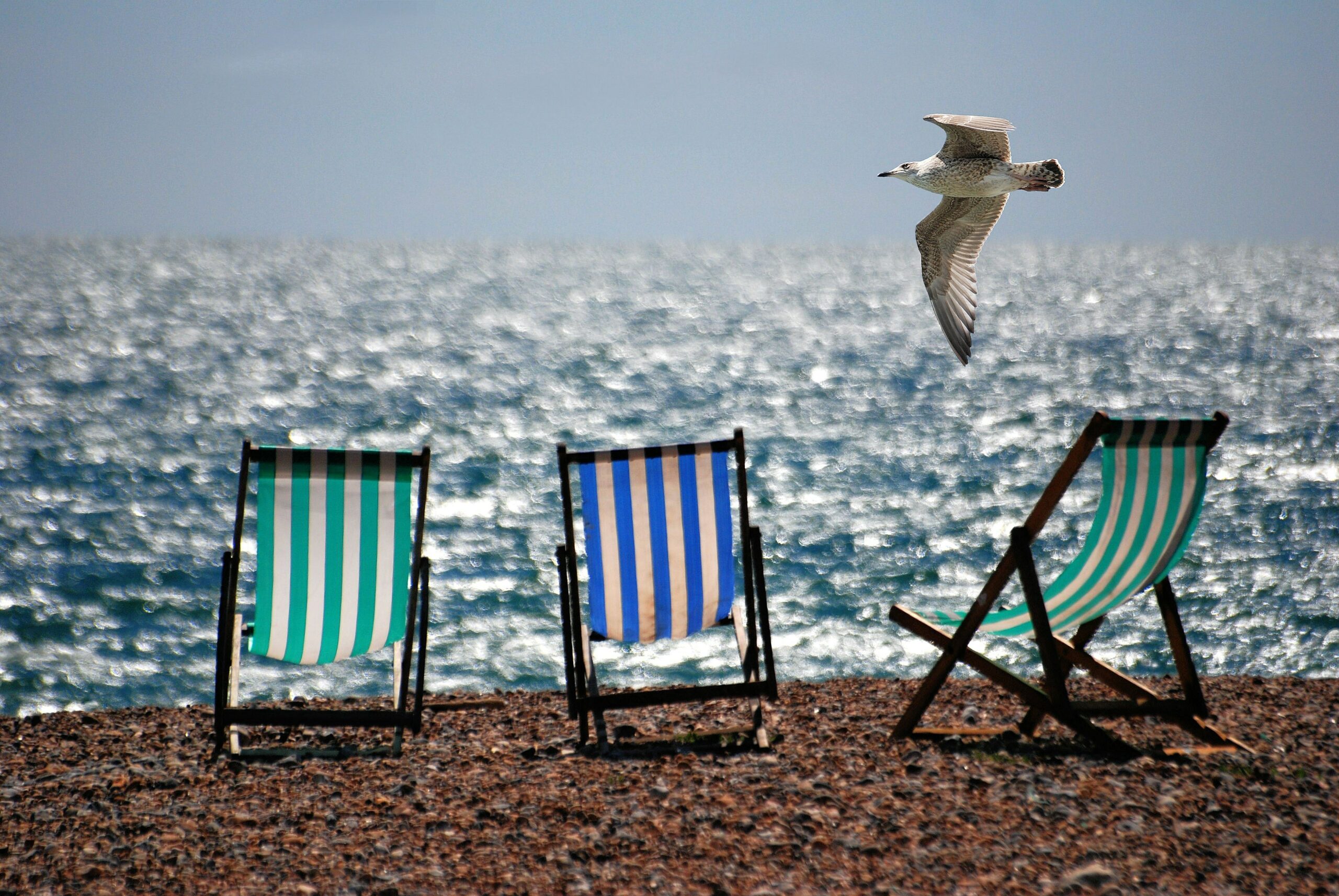 beach scene, three striped deck chairs with seagull overhead