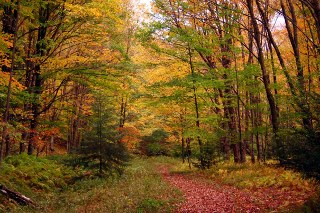 autumn forest
